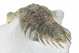 Rare Treveropyge Berbera Trilobite - Bou Lachrhal, Morocco #299842-4